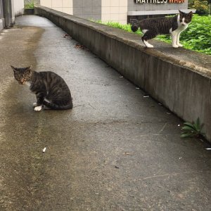 고양이 목격 기타묘종 전라남도 순천시