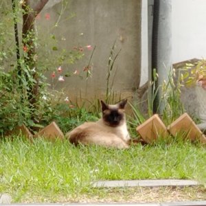 고양이 실종 샴 경기도 고양시 덕양구