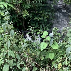 고양이 목격 믹스묘 전라북도 전주시 완산구