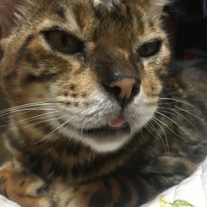 고양이 실종 벵갈캣 경상남도 진주시