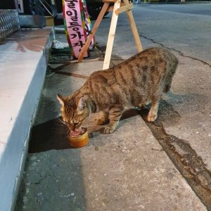 고양이 주인을 찾습니다 고양이 전단지