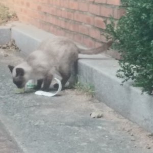 고양이 목격 샴 부산광역시 수영구