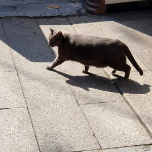 고양이 주인을 찾습니다 고양이 전단지