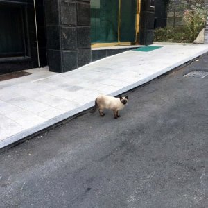 고양이 주인을 찾습니다 고양이 전단지