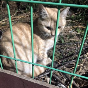 고양이 목격 기타묘종 경기도 고양시 덕양구