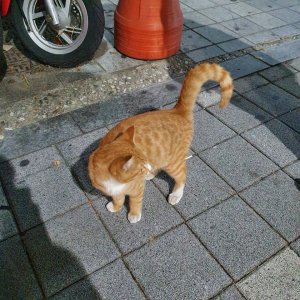 고양이 주인을 찾습니다 고양이 전단지