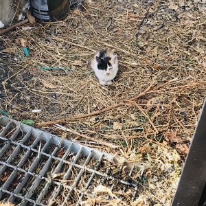 고양이 구조 믹스묘 경기도 화성시