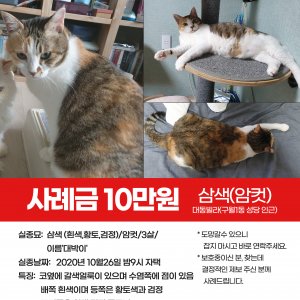 고양이를 찾습니다 코리아쇼트헤어 인천광역시 남동구