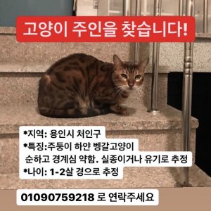 고양이 주인을 찾습니다 벵갈캣 경기도 용인시 처인구