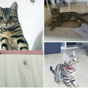 고양이를 찾습니다 고양이 전단지