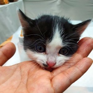 고양이 구조 기타묘종 대구광역시 수성구