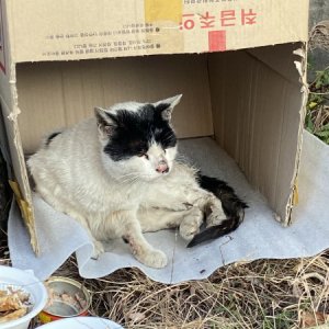 고양이 주인을 찾습니다 고양이 전단지