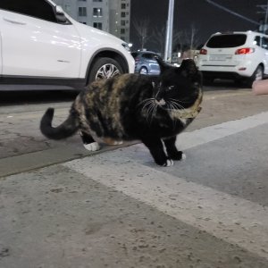 고양이 주인을 찾습니다 고양이 전단지