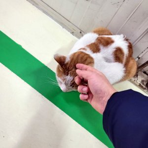 고양이 주인을 찾습니다 고양이 전단지