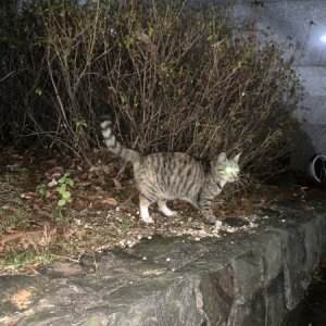 고양이 주인을 찾습니다 고양이 전단지