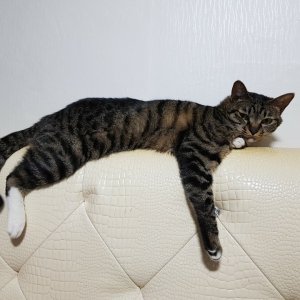 고양이 실종 코리아쇼트헤어 서울특별시 은평구