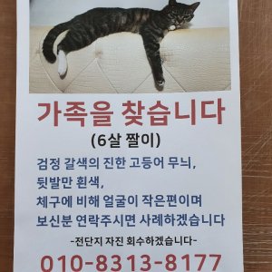 고양이를 찾습니다 코리아쇼트헤어 서울특별시 은평구