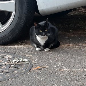 고양이 주인을 찾습니다 기타묘종 울산광역시 중구