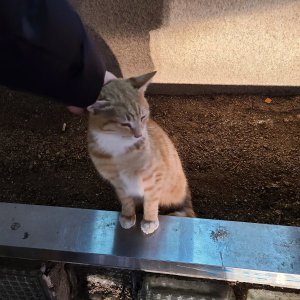 고양이 주인을 찾습니다 고양이 전단지