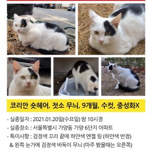 고양이 실종 코리아쇼트헤어 서울특별시 강서구