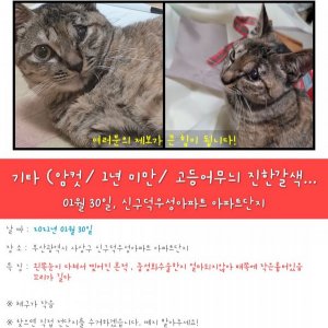 고양이를 찾습니다 기타묘종 부산광역시 사상구