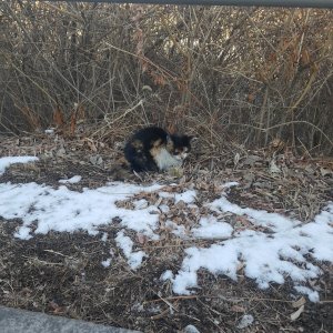 고양이 목격 기타묘종 서울특별시 송파구