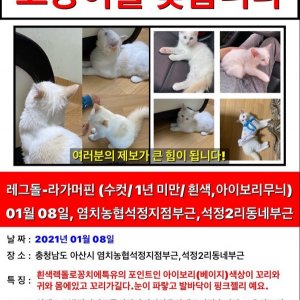 고양이를 찾습니다 래그돌 충청남도 아산시