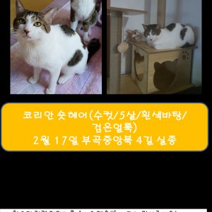 고양이를 찾습니다 고양이 전단지