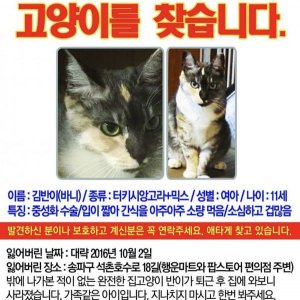 고양이를 찾습니다 고양이 전단지