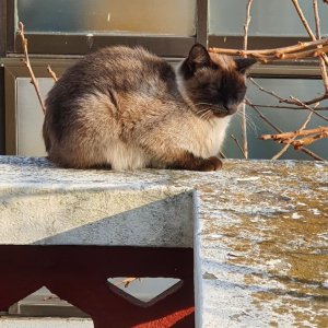 고양이 주인을 찾습니다 고양이 전단지