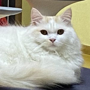 고양이 실종 먼치킨롱헤어 서울특별시 강남구