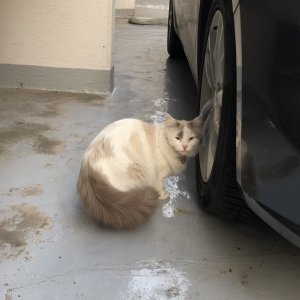 고양이 주인을 찾습니다 고양이 전단지