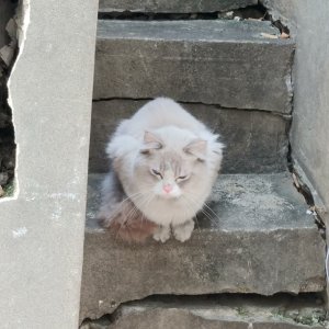 고양이 목격 기타묘종 서울특별시 양천구
