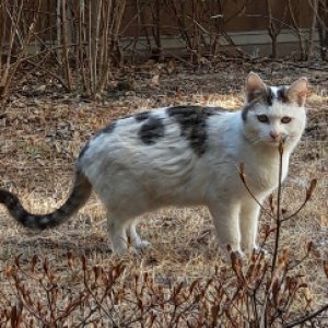고양이 실종 기타묘종 대구광역시 동구