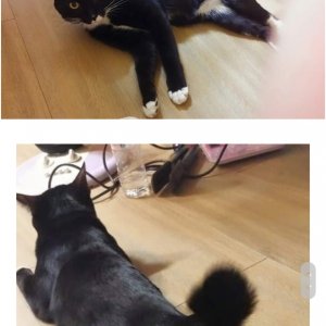 고양이 실종 기타묘종 서울특별시 강동구