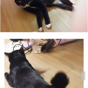 고양이를 찾습니다 고양이 전단지