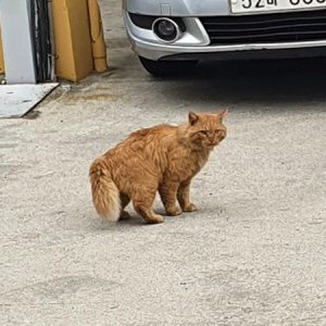 고양이 목격 기타묘종 광주광역시 서구