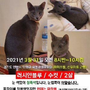 고양이를 찾습니다 러시안블루 경기도 안산시 단원구