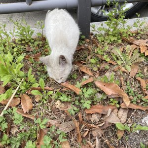 고양이 주인을 찾습니다 기타묘종 경기도 안양시 만안구