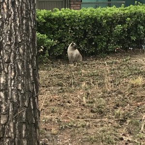 고양이 주인을 찾습니다 샴 서울특별시 광진구