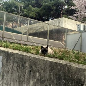 고양이 주인을 찾습니다 고양이 전단지