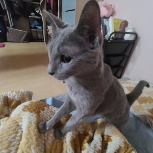 고양이 실종 러시안블루 경상남도 창원시 의창구