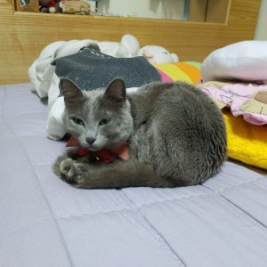 고양이 실종 러시안블루 서울특별시 구로구