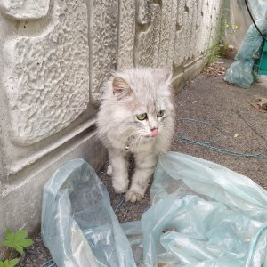 고양이 주인을 찾습니다 기타묘종 경기도 양주시