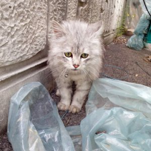 고양이 주인을 찾습니다 기타묘종 경기도 양주시