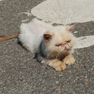 고양이 주인을 찾습니다 고양이 전단지