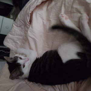 고양이를 찾습니다 고양이 전단지