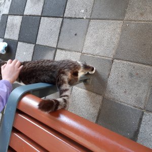 고양이 주인을 찾습니다 기타묘종 인천광역시 남동구