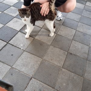 고양이 주인을 찾습니다 고양이 전단지