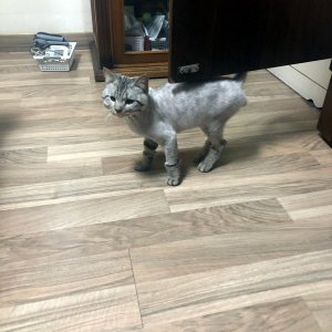 고양이 주인을 찾습니다 고양이 전단지